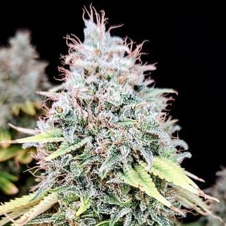 Apple OG (Pure Instinto) feminizada