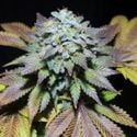 Gorilla Cookies (Pure Instinto) feminizada