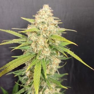 Melon Gum (Pure Instinto) feminizada