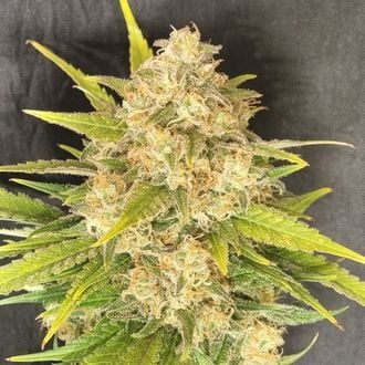 Melon Gum (Pure Instinto) feminizada