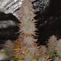 Sticky Gorilla 4 (Pure Instinto) feminizada