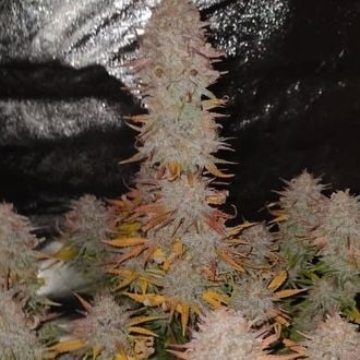 Sticky Gorilla 4 (Pure Instinto) feminizada