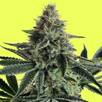 Lemon Storm (Pure Instinto) feminizada