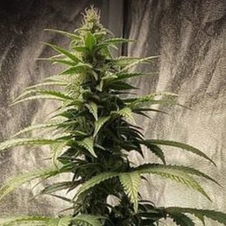 Strawberry Shortcake Auto (Pure Instinto) feminizada