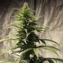 Strawberry Shortcake Auto (Pure Instinto) feminizada