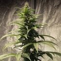 Strawberry Shortcake Auto (Pure Instinto) feminizada