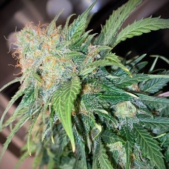 Mandarin Cream Auto (Pure Instinto) feminizada