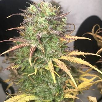 Girl Scout Kush Auto (Pure Instinto) feminizada