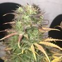 Girl Scout Kush Auto (Pure Instinto) feminizada