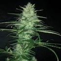 Purple Punch Auto (Pure Instinto) feminizada