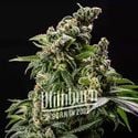 Cafe Racer Auto (Blimburn Seeds) feminizada