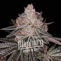 Apple Fritter Auto (Blimburn Seeds) feminizada