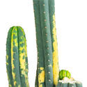 San Pedro variegado (Echinopsis pachanoi variegata) Buenavista