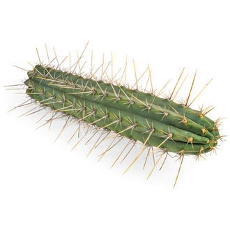 Antorcha peruana XL (Echinopsis peruviana)