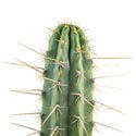 Antorcha peruana XL (Echinopsis peruviana)