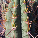 Antorcha peruana XL (Echinopsis peruviana)