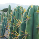 Antorcha peruana XL (Echinopsis peruviana)