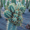 Antorcha peruana XL (Echinopsis peruviana)