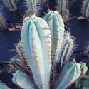 Antorcha Boliviana XL (Echinopsis bridgesii)