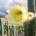 Antorcha Boliviana XL (Echinopsis bridgesii)