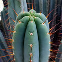 Antorcha Boliviana XL (Echinopsis bridgesii)