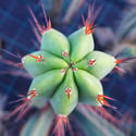 Antorcha Boliviana XL (Echinopsis bridgesii)