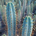 Antorcha Boliviana XL (Echinopsis bridgesii)