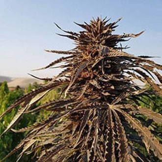 Kandahar (Afghan Seed Connection) regular