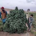 Logar (Afghan Seed Connection) Regular