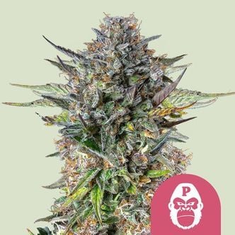 Pink Gorilla (Royal Queen Seeds) feminizada