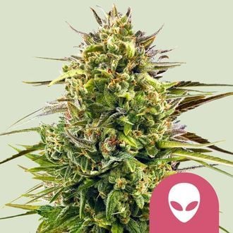 Alien OG (Royal Queen Seeds) feminizada