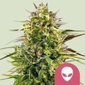 Alien OG (Royal Queen Seeds) feminizada