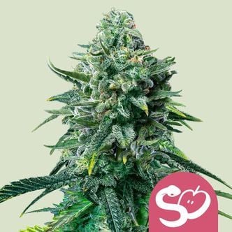 Forbidden Fruit (Royal Queen Seeds) feminizada