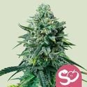 Forbidden Fruit (Royal Queen Seeds) feminizada