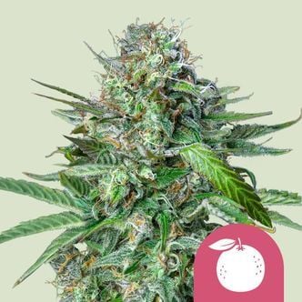 Tangie (Royal Queen Seeds) feminizada