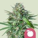 Tangie (Royal Queen Seeds) feminizada