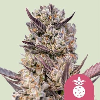 Tropicana Cookies Purple (Royal Queen Seeds) feminizada