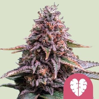 Pink Mist (Royal Queen Seeds) feminizada