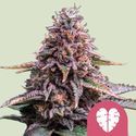 Pink Mist (Royal Queen Seeds) feminizada