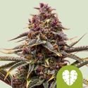 Pink Mist Automatic (Royal Queen Seeds) feminizada