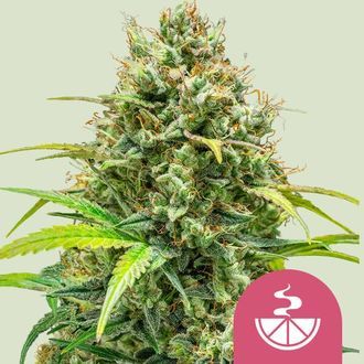 Lemon Skunk (Royal Queen Seeds) feminizada