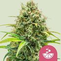 Lemon Skunk (Royal Queen Seeds) feminizada