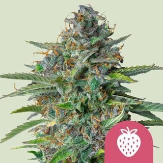 Strawberry Cough (Royal Queen Seeds) feminizada