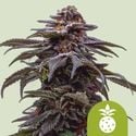 Tropicana Cookies Purple Automatic (Royal Queen Seeds) feminizada