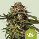 Special Queen 1 Automatic (Royal Queen Seeds) feminizada