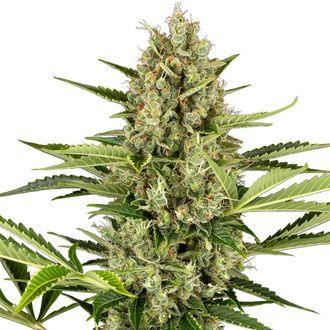 Jack Herer Automatic (Sensi Seeds) feminizada