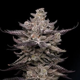 El Valle Haze (Compound Genetics) feminizada