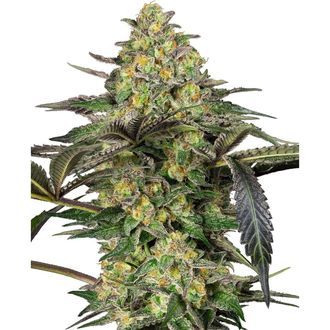 Grapevine Candy (Sensi Seeds) feminizada