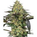 Grapevine Candy (Sensi Seeds) feminizada