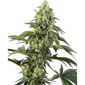 Cosmic Kiss (Sensi Seeds) feminizada